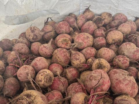 Nagykereskedelmi mennyiségben vörös céklát árulok Nagykereskedelmi mennyiségben vörös céklát árulok