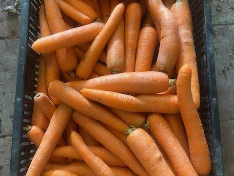 Sárgarépa eladó Bugyin - Mosott, friss termelői sárgarépa konténerben vagy rekeszben Sárgarépa eladó Bugyin - Mosott, friss termelői sárgarépa konténerben vagy rekeszben