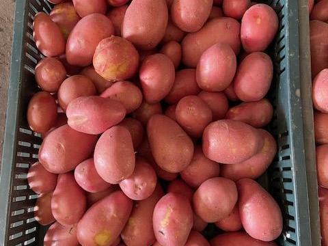 Piros burgonya eladó Bugyin – mosott, friss burgonya több kiszerelésben Piros burgonya eladó Bugyin – mosott, friss burgonya több kiszerelésben