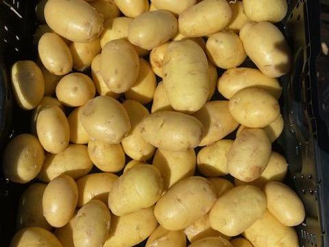 Sárga burgonya Sárga burgonya