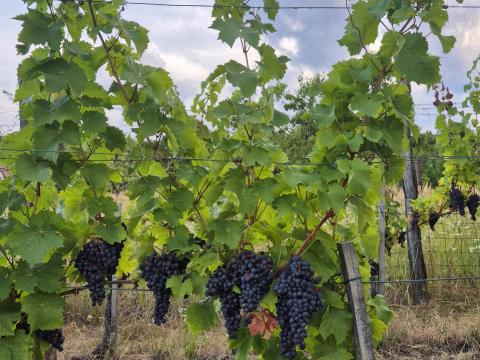 Turán szőlő Turán szőlő