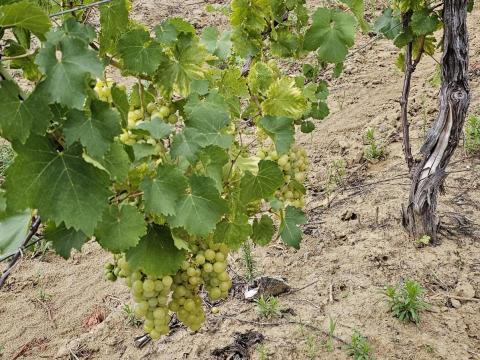 Bor Szőlő Bor Szőlő