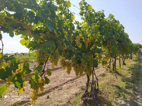 Irsai Olivér szőlő eladó Irsai Olivér szőlő eladó