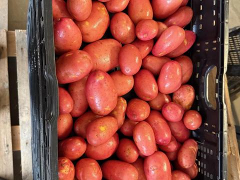 Burgonya eladó Mórahalmon Burgonya eladó Mórahalmon