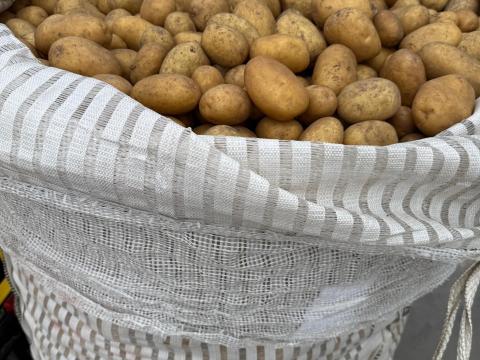 Burgonya sárga eladó Mórahalmon Big Bag zsákban Burgonya sárga eladó Mórahalmon Big Bag zsákban