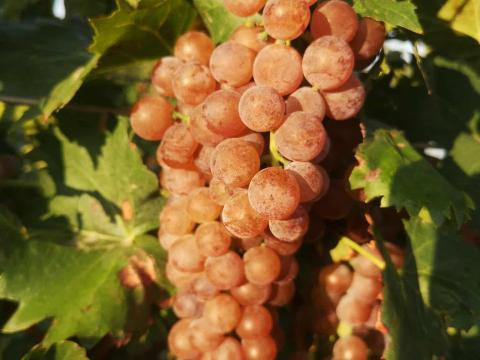 Cserszegi fűszeres szőlő eladó Győr közelében Cserszegi fűszeres szőlő eladó Győr közelében