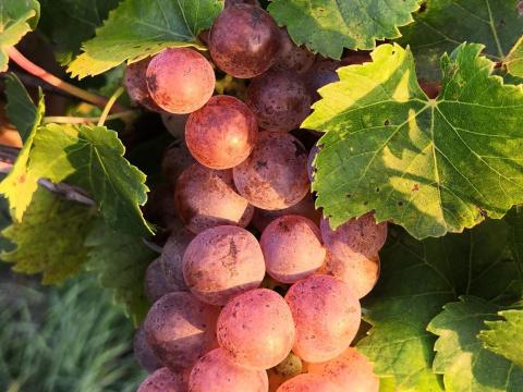 Cserszegi fűszeres szőlő eladó – szüret szeptember 13. Cserszegi fűszeres szőlő eladó – szüret szeptember 13.