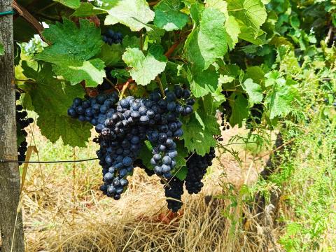 Kékfrankos szőlő eladó Kékfrankos szőlő eladó