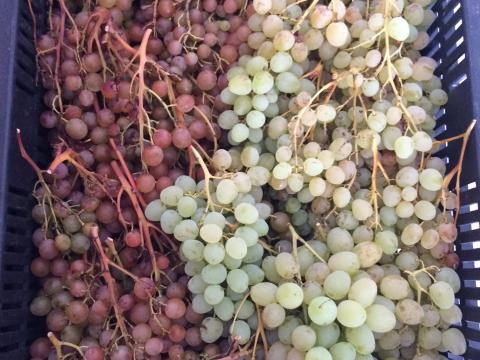 Csemegeszőlő eladó Csemegeszőlő eladó