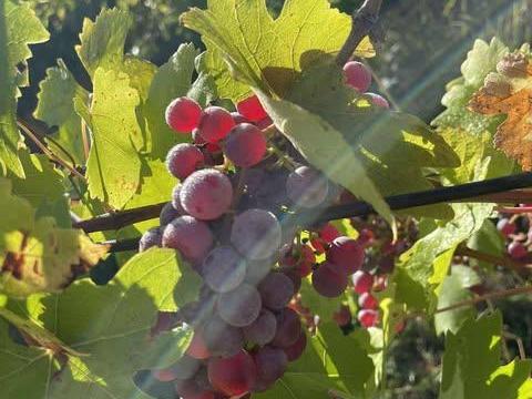 Látrányban eladó borszőlő Látrányban eladó borszőlő