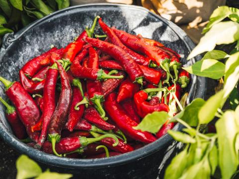 Kézzel szedett fűszerpaprika a Fajszi Paprika Manufaktúrától Kézzel szedett fűszerpaprika a Fajszi Paprika Manufaktúrától