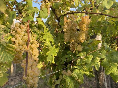 Saszla Szőlő Saszla Szőlő