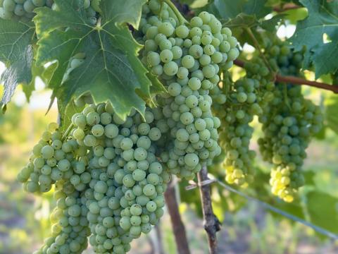 Borszőlő nagy fajtaválasztékkal Egerből előjegyeztethető Borszőlő nagy fajtaválasztékkal Egerből előjegyeztethető