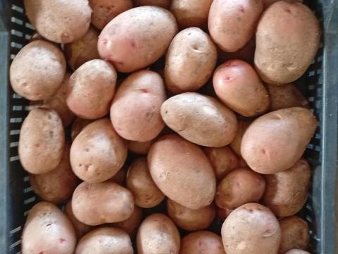 Étkezési burgonya Étkezési burgonya