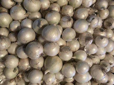Fehér hagyma eladó közvetlenül a termelőtől Fehér hagyma eladó közvetlenül a termelőtől