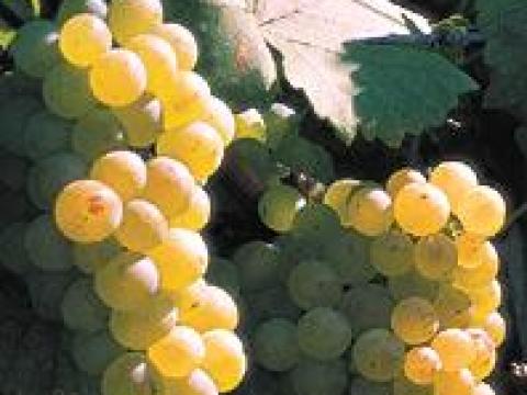 Szőlő eladó Somogysámsonban – több fajta Szőlő eladó Somogysámsonban – több fajta