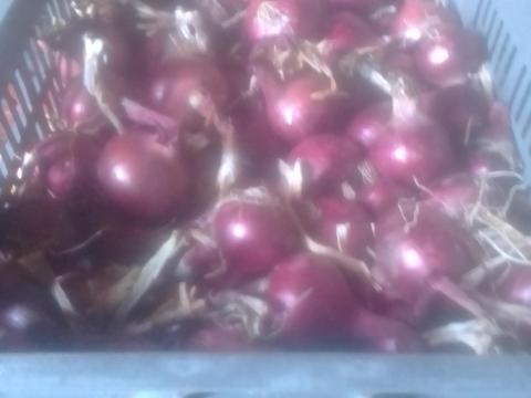 Lilahagyma eladó nagy mennyiségben