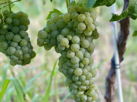 Olaszrizling borszőlő az Egri Borvidékről Olaszrizling borszőlő az Egri Borvidékről
