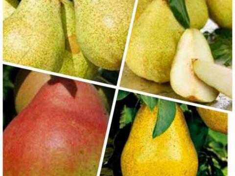 vilmos és több fajta Körte cefrènek eladó vilmos és több fajta Körte cefrènek eladó