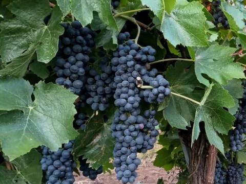 Pinot Noir (Kékburgundi) szőlő eladó Pinot Noir (Kékburgundi) szőlő eladó