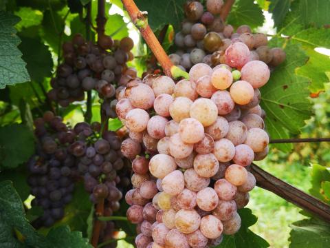 Tramini borszőlő eladó Győrtől 10 km-re Tramini borszőlő eladó Győrtől 10 km-re