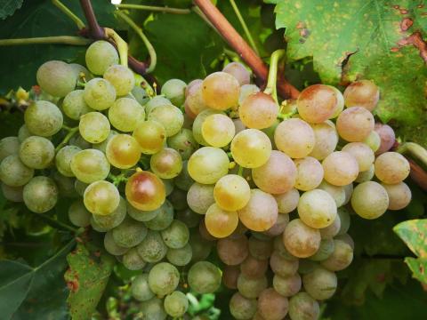 Narancsszínű borszőlő eladó Győrtől 10 km-re Narancsszínű borszőlő eladó Győrtől 10 km-re