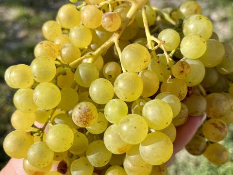 Szőlő eladó Szomolyán – Egri borvidéken minőségi borszőlő Szőlő eladó Szomolyán – Egri borvidéken minőségi borszőlő