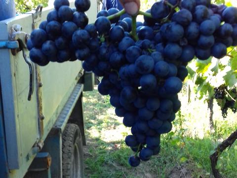 Kékfrankos borszőlő eladó kedvező áron