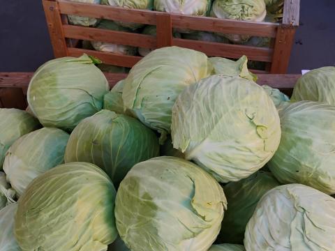 Fejes káposzta eladó Fejes káposzta eladó