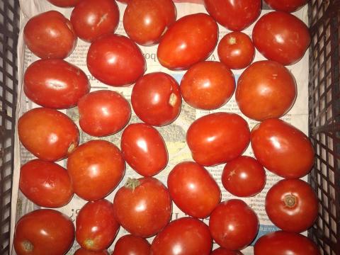 Friss befőzni való paradicsom eladó házi kertészetből Friss befőzni való paradicsom eladó házi kertészetből