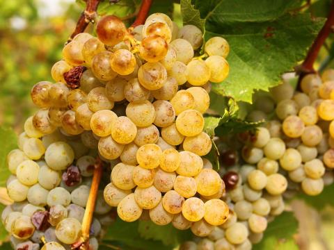 Szőlő eladás Szőlő eladás