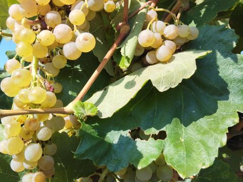 Hárslevelű bor eladó Siklóson Hárslevelű bor eladó Siklóson