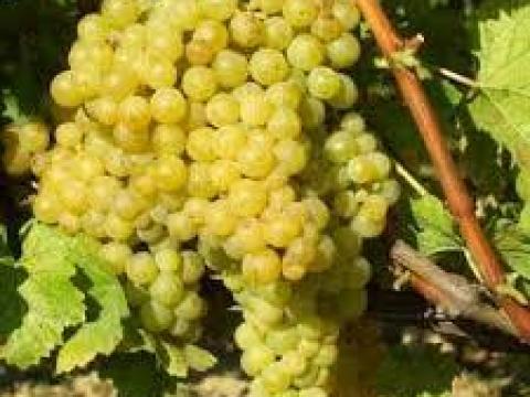 Irsai szőlő cefrének Irsai szőlő cefrének