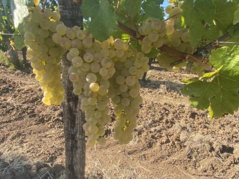 Saszla szőlő eladó a Mátraalján Saszla szőlő eladó a Mátraalján