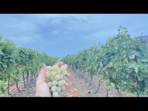 Pölöskei muskotály borszőlő eladó Pölöskei muskotály borszőlő eladó