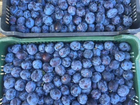 Termelőtől több fajta szilva kapható Termelőtől több fajta szilva kapható