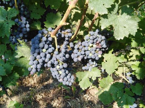 Minőségi kékfrankos és zweigelt borszőlő eladó Szekszárdon Minőségi kékfrankos és zweigelt borszőlő eladó Szekszárdon