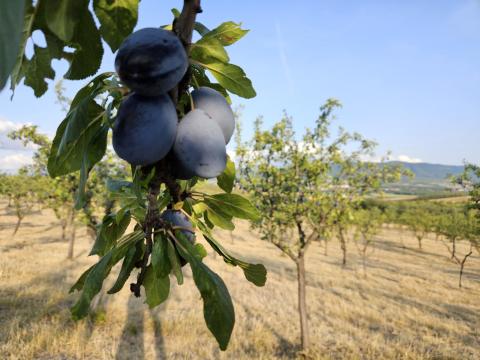 Termelőtől kiváló minőségű, mézédes Stanley szilva eladó Termelőtől kiváló minőségű, mézédes Stanley szilva eladó