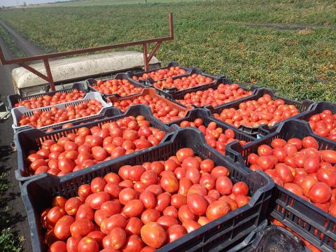 Paradicsom eladó termelőtől Paradicsom eladó termelőtől