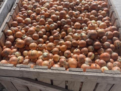 Vöröshagyma eladó közvetlenül magyar termelőtől Vöröshagyma eladó közvetlenül magyar termelőtől