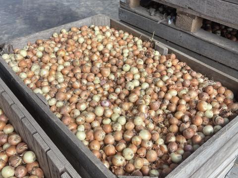 Vöröshagyma, apró és kopasz eladó Vöröshagyma, apró és kopasz eladó