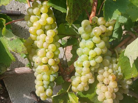 Furmint és hárslevelű szőlő eladó Sárospatakon Furmint és hárslevelű szőlő eladó Sárospatakon