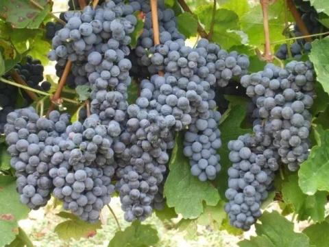 Eladó Merlot szőlő az Egri Borvidéken Eladó Merlot szőlő az Egri Borvidéken