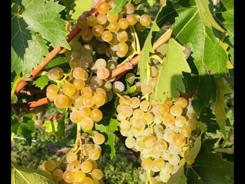 Cserszegi fűszeres szőlő Cserszegi fűszeres szőlő