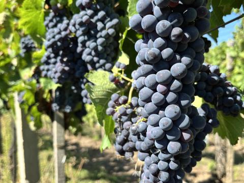 Pinot Noir borszőlő eladó Bicskén Pinot Noir borszőlő eladó Bicskén