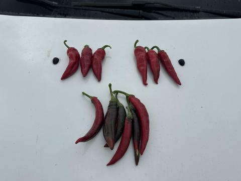 Fűszerpaprika eladó – csöves, nyers, szeptemberi szedéssel Fűszerpaprika eladó – csöves, nyers, szeptemberi szedéssel