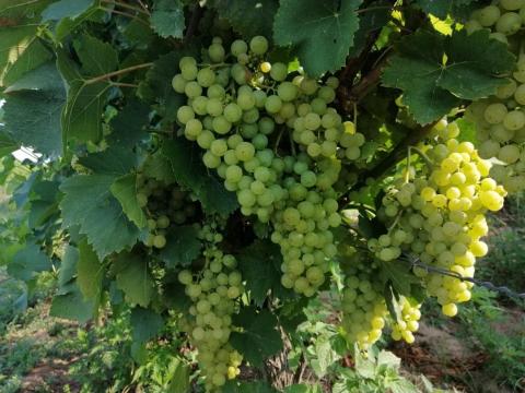 Szőlő előjegyezhető Szőlő előjegyezhető