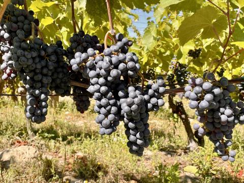 Kékfrankos borszőlő eladó Alcsútdobozon Kékfrankos borszőlő eladó Alcsútdobozon