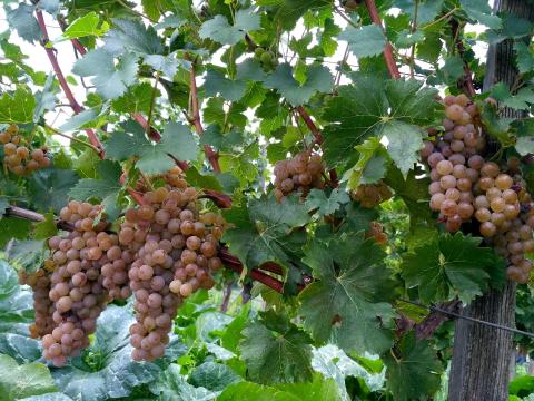 Balaton-felvidéki cserszegi fűszeres Balaton-felvidéki cserszegi fűszeres