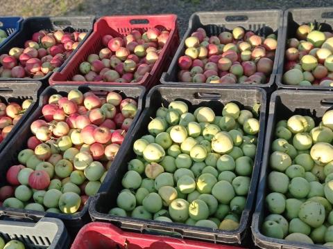 Pálinkafőzéshez, cefrézéshez ipari alma eladó Szekszárdon